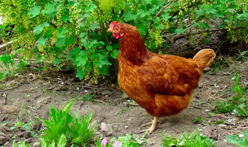 Hen