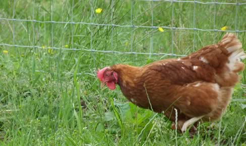 Hen