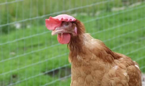 Hen